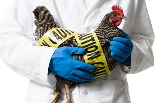 واکاوی یک احتمال آنفلوآنزای پرندگان بحران ساز خواهد شد؟