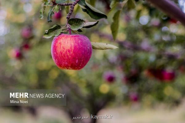 سیب درختی موجب دفع سرب از بدن می شود