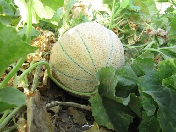 میوه ای تابستانه که به سلامت قلب کمک می نماید