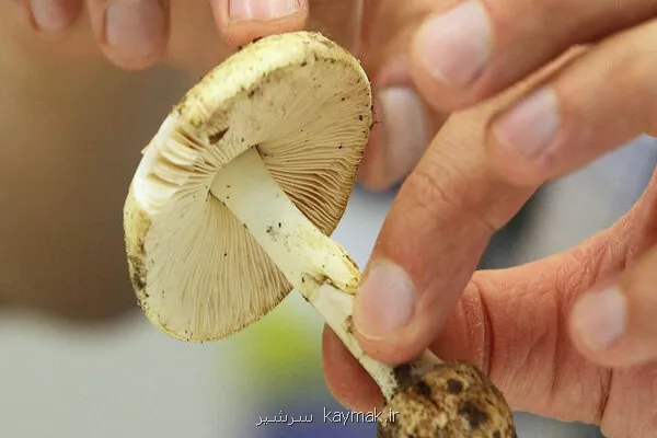 مصرف این قارچ ها جانتان را تهدید می کند!