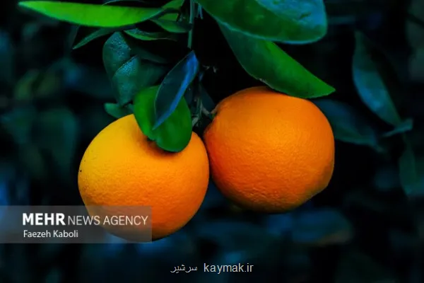 ویتامین C کلید سلامت مغز در دوران پیری