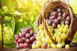 انگور به پیشگیری از سرطان ریه كمك می نماید