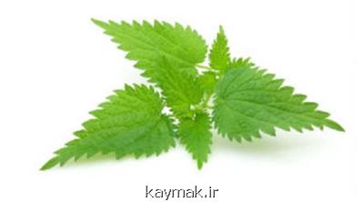 از مصرف این گیاه دارویی غافل نشوید