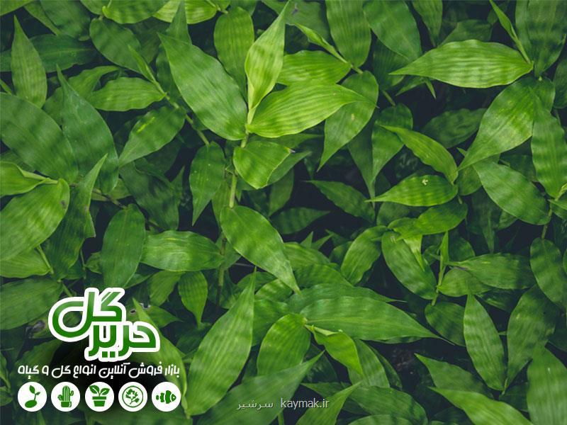 چند ترفند برای خوشگل كردن منزل با گیاهان آپارتمانی