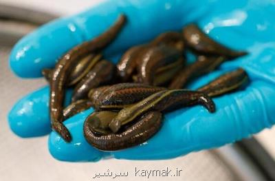 صنعت زالو فناور می شود